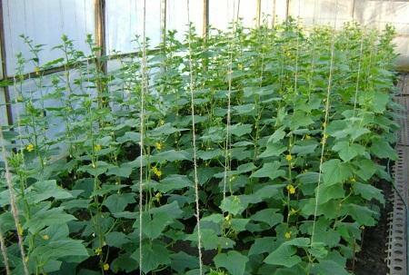 Due pasynkovanie jelentősen javítja a minőségét és mennyiségét a jövő termés uborka