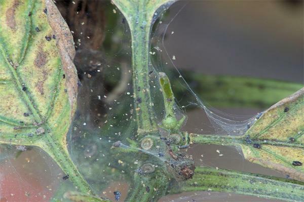 Entangled in a web of yellowed leaves indicate the appearance of a tick in the greenhouse