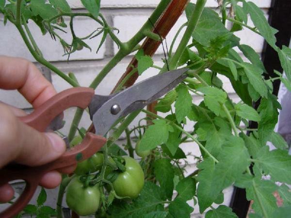 Topping and pruning of tomato leaves is often carried out to form shrubs of low tomatoes
