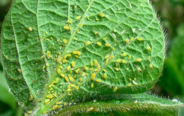 When aphids appear, you must necessarily destroy it - it attracts ants