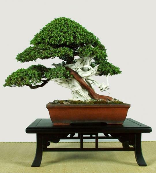 The best option for a pot for bonsai is plastic or clay