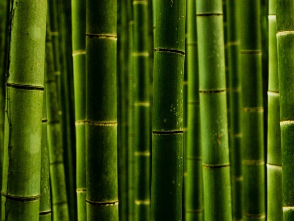 Ako lepiť bambusové tapety