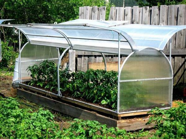 Mini-serra fatta in giardino sito con le proprie mani - una grande opportunità per crescere piantine forti o primizie