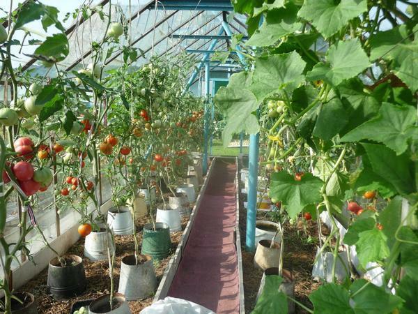 Cultivation of cucumbers and tomatoes has its own characteristics