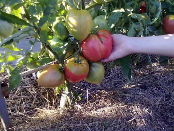 Sibiriske avl tomater har typisk meget store frugter