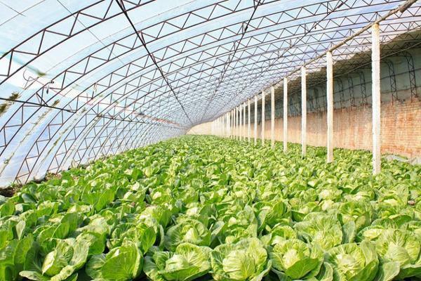 Agricultural greenhouses are developing at a rapid pace