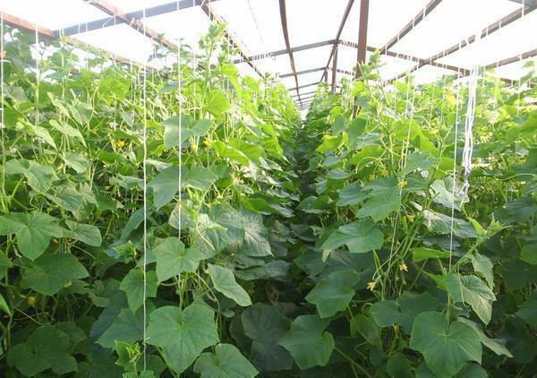 Before you start growing cucumbers, you first need to properly compose a business plan and think over the arrangement of the greenhouse