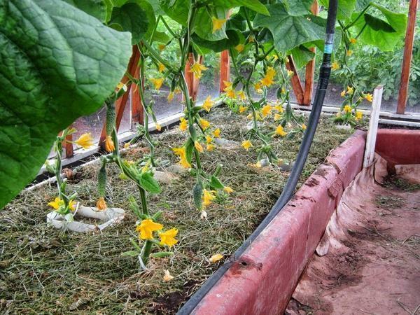 The vapors of cucumbers in a greenhouse: what to do if they do not bloom, why