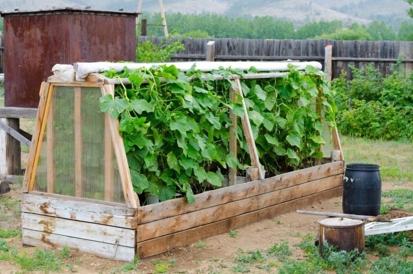 Se puede construir una mini-invernaderos de camas altas convencionales, que ayudan a mantener la cosecha a las heladas