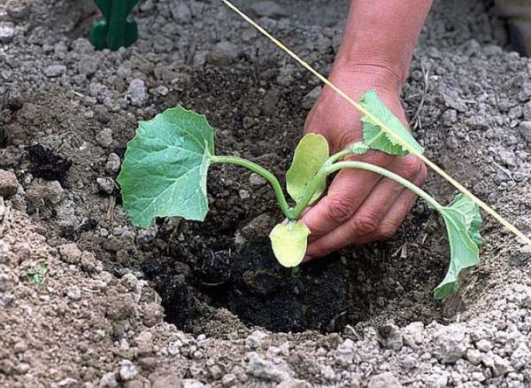 Before correctly planting seedlings in the soil, so that the sprouts are affected as little as possible, first water them abundantly