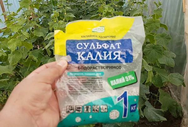 Krma kumare v rastlinjakih lahko, ob uporabi kalijevega sulfata