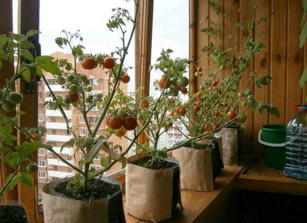 On the balcony you can easily grow Bulgarian peppers, tomatoes, cucumbers