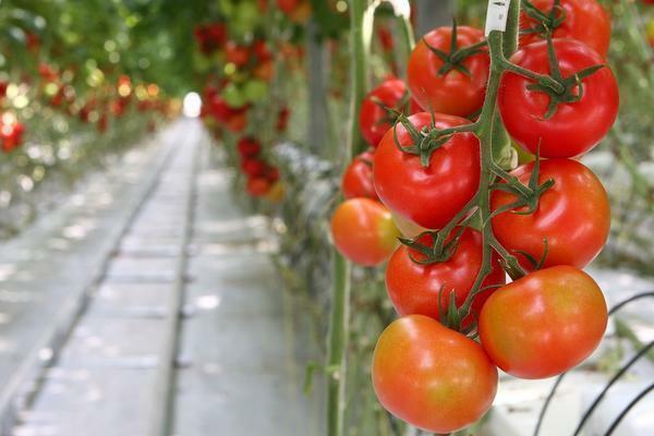 Choose a variety of tall tomatoes, depending on the climatic conditions of the terrain and personal taste preferences