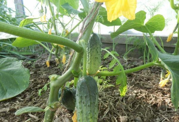 In order to protect cucumbers from pests, regular preventative measures should be taken
