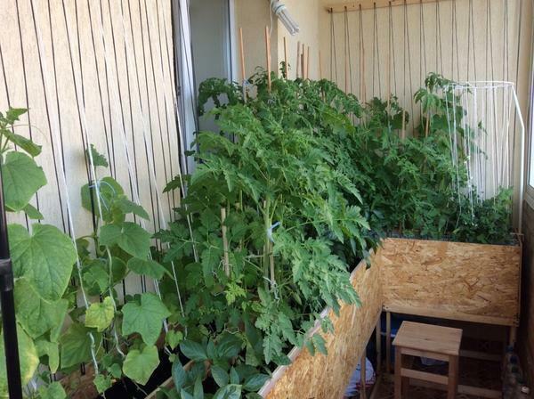 When growing vegetables on the balcony, it should be regularly ventilated