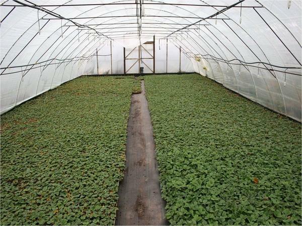 Groei zaailingen Aardbeien mag alleen in de hoge kwaliteit van de bodem met voldoende voedingsstoffen