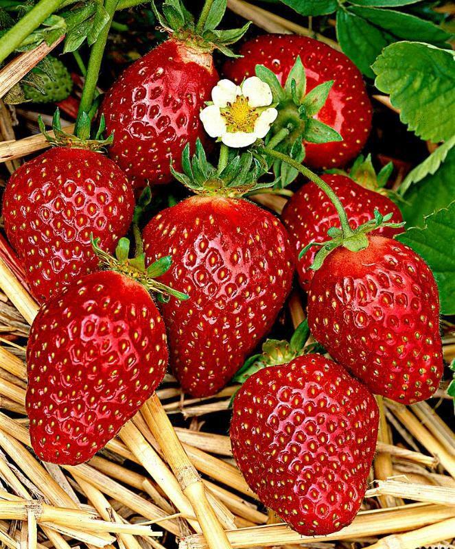 Strawberries are popular all year round with many companies