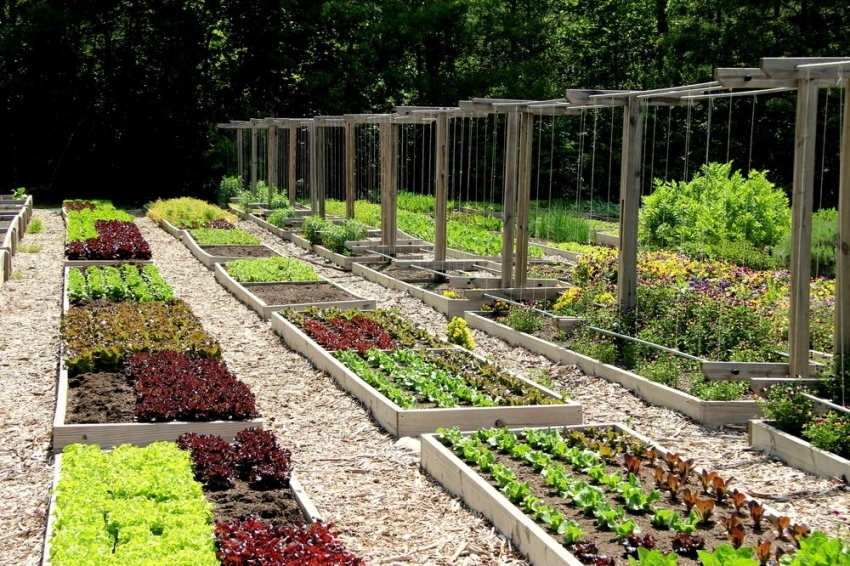 Wide paths and optimal size beds allow not to step on the ground when working with plants