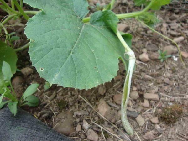 Arme grond kan uitgegroeid tot een van de belangrijkste redenen voor de slechte groei van komkommers