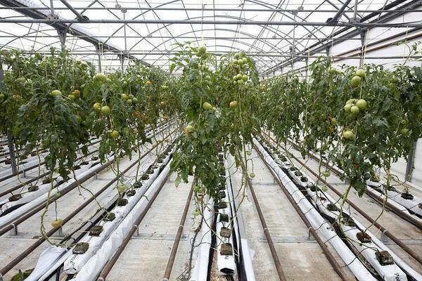 Greenhouse with heating allows to grow vegetable crops in the cold season