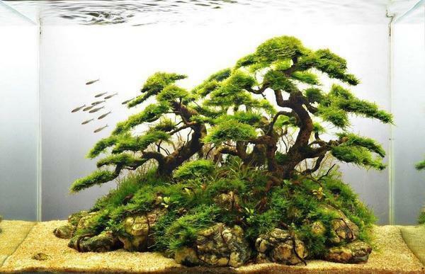 Bonsai in an aquarium is a component of the art of aquascaping, based in Japan