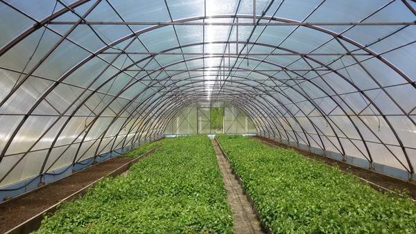 Industrial greenhouses mean year-round operation