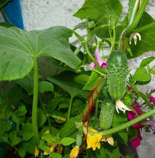 Balcony cultivation of cucumbers consists of several stages