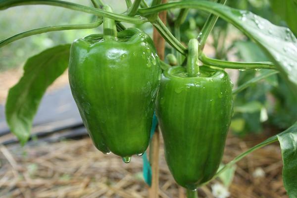 For watering pepper in a greenhouse, you can use a conventional watering can