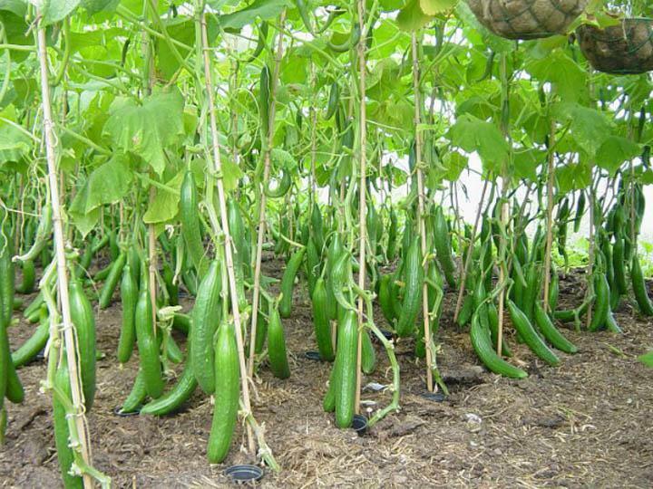 Voksende agurk i et drivhus lavet af polycarbonat: afgang og landing, de bedste sorter slips, hvordan man dyrker og vanding