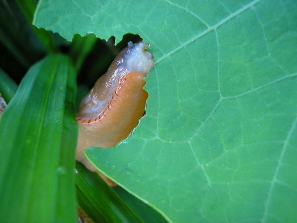 Slugs in the greenhouse are very dangerous pests