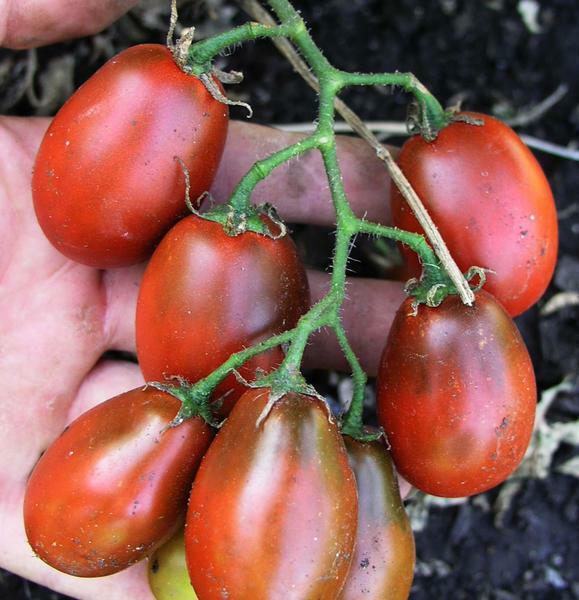 Tomates Preto Moor - variedades de curto e de auto-polinização de tomate