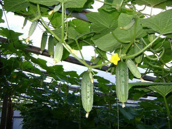 Cucumbers, like loaches, are capable of weaving on supports, which makes it possible to make cultivation of this culture more comfortable and convenient
