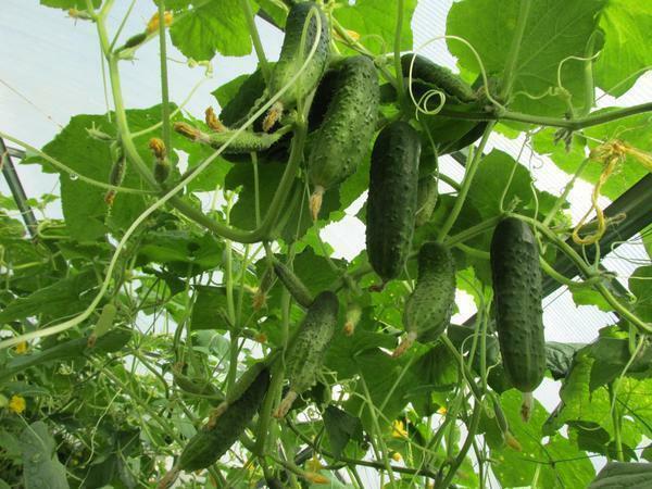 Grow cucumbers in a comfortable environment for them