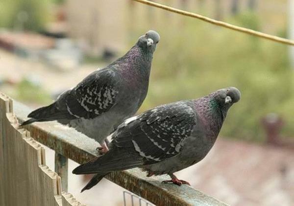 Do not leave food in the open space - so there is less chance that pigeons will get to your balcony
