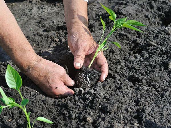 Het planten van zaailingen in de gemalen peper wordt best gedaan op een bewolkte dag in juni of laat in de middag op een typische dag