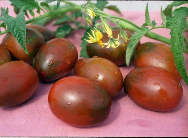 Tomaten De Barao kan worden gebruikt voor behoud en beitsen