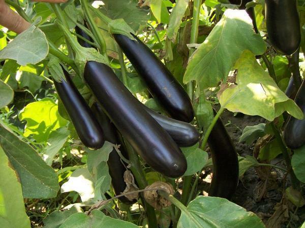 Tall rassen van aubergine in een kas wordt aanbevolen om te binden