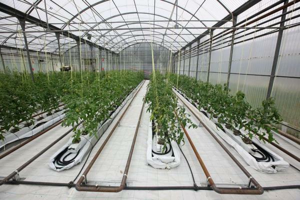 Business Plan växthus: lönsamheten för växthus, odla en lönsam, försäljning året runt och vinter
