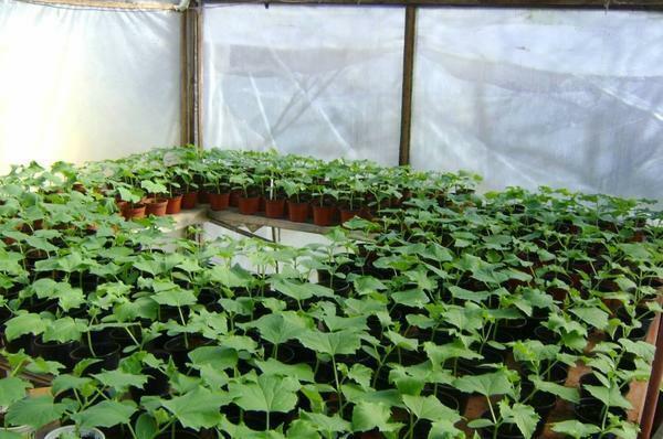 Ikke glem at agurk frøplanter trenger jevnlig vanning, ca 2-3 liter vann per kvadratmeter av sengene