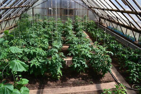 Growing in a greenhouse is suitable for those crops for which a stable temperature, high humidity and pest protection are important