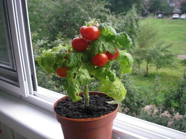 tomat balkon: bagaimana untuk tumbuh sebuah keajaiban, tomat dan ulasan di rumah, langkah demi langkah Cherry ruangan, ukuran pot dan perawatan