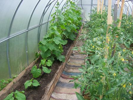 Plantación de pepinos en el invernadero pueden ser diferentes plantas