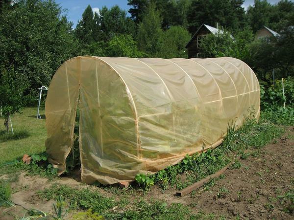 A greenhouse for cucumbers is recommended to do about 3 meters in height