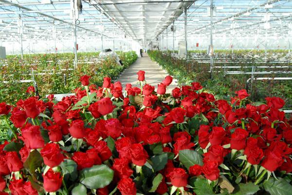Rózsák termesztése üvegházban - egy egész sor különböző kezelések a gyönyörű virágok