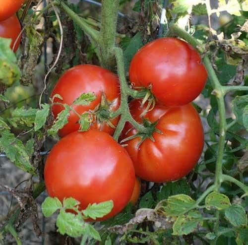 With proper care for tomatoes, you can get a rich harvest