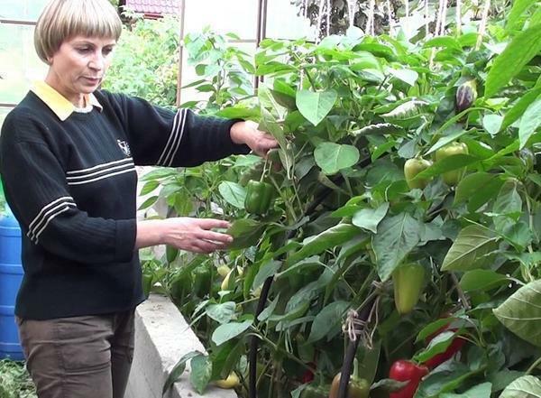 Pepper in a greenhouse is recommended tie up and spray from pests