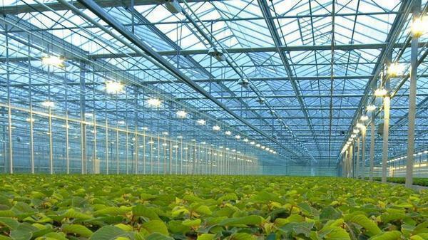 The leading region for greenhouse production is the Krasnodar Territory