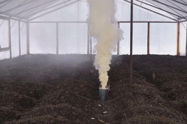 Before planting the crop in a greenhouse, it should be decontaminated