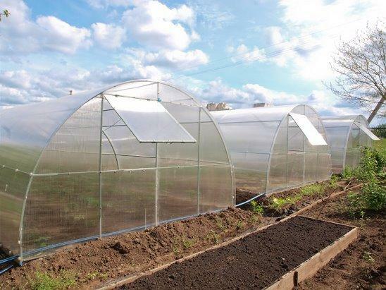 The best technical and operational characteristics are demonstrated by greenhouses with a metal frame, covered with sheets of honeycomb polycarbonate