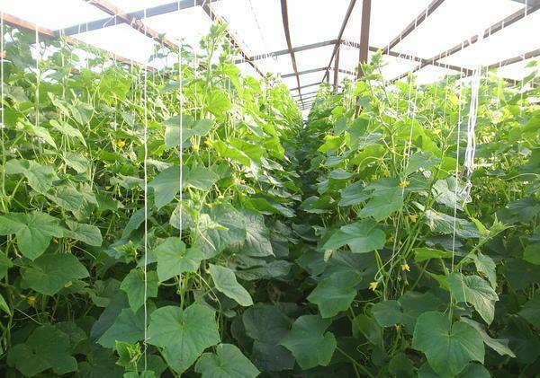 In a greenhouse, cucumbers need a support. So the useful area will be used rationally, and the plants will receive more illumination